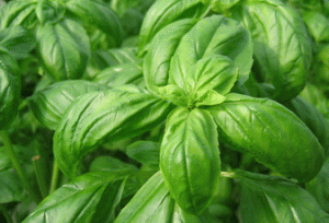 h-basil